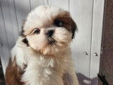 À vendre, 2 chiots Shih Tzu mâles disponibles à la réservation (LOF)