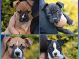 4 chiots mâles American Staffordshire Terrier disponibles à la vente (LOF)