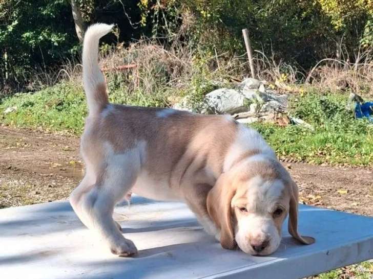 1 chiot mâle Beagle lemon à vendre (LOF)