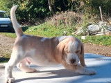 1 chiot mâle Beagle lemon à vendre (LOF)