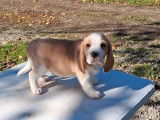 1 chiot mâle Beagle lemon à vendre (LOF)