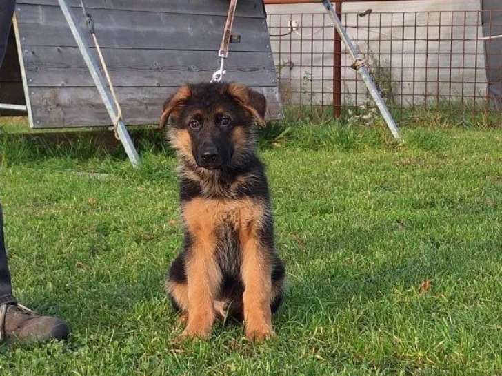 Un chiot mâle Berger Allemand noir et feu disponible à la vente (LOF)
