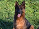 Un chiot mâle Berger Allemand noir et feu disponible à la vente (LOF)