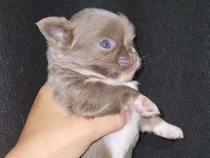 Chiot mâle Chihuahua lavande et blanc disponible à la réservation (LOF)