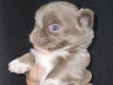 Chiot mâle Chihuahua lavande et blanc disponible à la réservation (LOF)