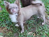 Chiot mâle Chihuahua lavande et blanc disponible à la réservation (LOF)