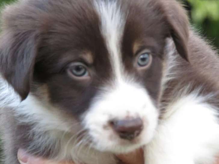 1 chiot mâle Border Collie à réserver (non LOF)