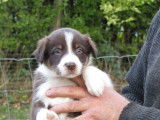 1 chiot mâle Border Collie à réserver (non LOF)