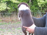 1 chiot mâle Border Collie à réserver (non LOF)
