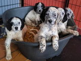 Chiots Setter Anglais non LOF &agrave; vendre