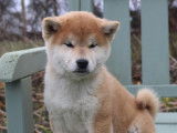 1 chiot mâle Shiba Inu disponible à la réservation (LOF)