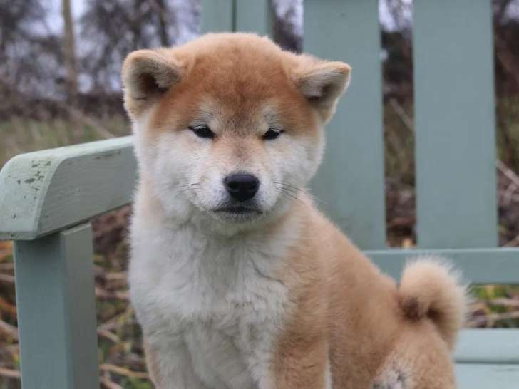1 chiot mâle Shiba Inu disponible à la réservation (LOF)