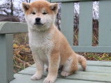 1 chiot mâle Shiba Inu disponible à la réservation (LOF)