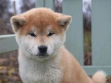1 chiot mâle Shiba Inu disponible à la réservation (LOF)