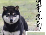 Chiots Mame Shiba Inu roux de lign&eacute;e japonaise &agrave; vendre