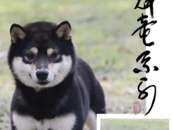 Chiots Mame Shiba Inu roux de lignée japonaise à vendre