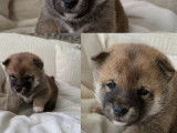 Chiots Mame Shiba Inu roux de lignée japonaise à vendre