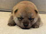 Chiots Mame Shiba Inu roux de lignée japonaise à vendre