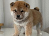 Chiots Mame Shiba Inu de lignée japonaise à vendre