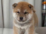 Chiots Mame Shiba Inu de lignée japonaise à vendre