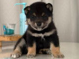 Chiots Mame Shiba Inu de lignée japonaise à vendre