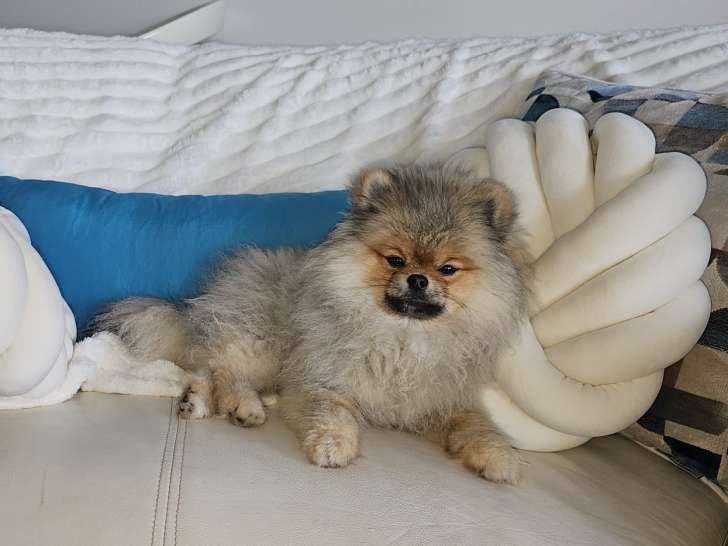 Magnifique petit mâle Loulou de Poméranie de 1 an disponible pour saillie