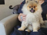 Magnifique petit mâle Loulou de Poméranie de 1 an disponible pour saillie