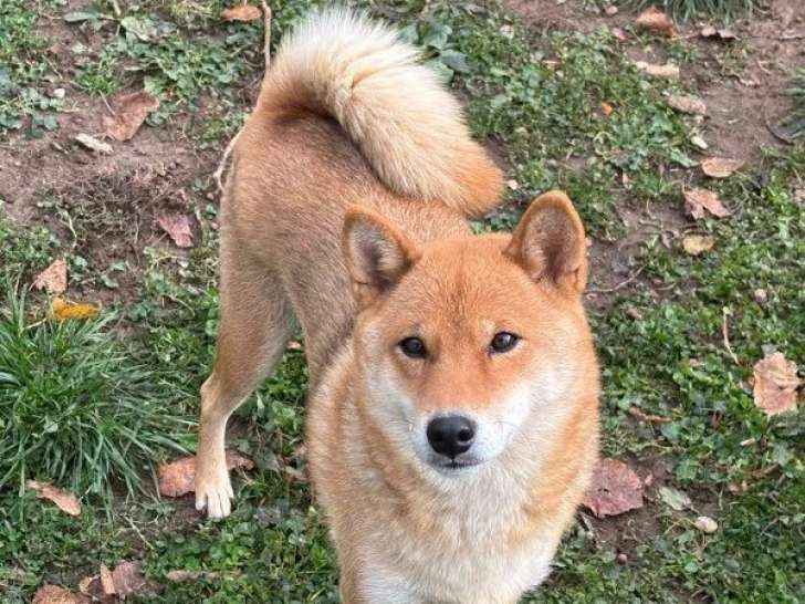 Chienne Shiba Inu disponible à la vente (LOF)
