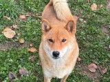 Chienne Shiba Inu disponible à la vente (LOF)
