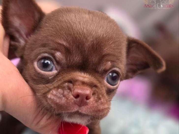 3 chiots mâles Chihuahuas LOF à réserver, nés en novembre 2025