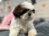 Un chiot Shih Tzu femelle né en septembre 2025 disponible à la vente (LOF)