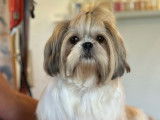 Un chiot Shih Tzu femelle né en septembre 2025 disponible à la vente (LOF)
