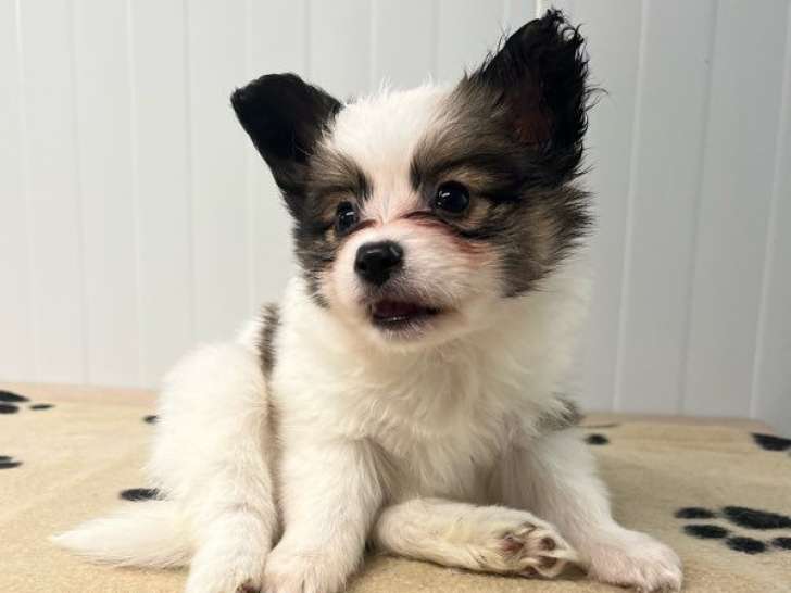 Réservation ouverte pour 1 chiot mâle Épagneul Nain Continental Papillon LOF, né en octobre 2025