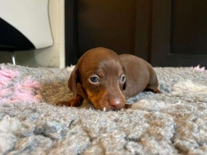 1 chiot femelle Teckel Nain chocolat, née en novembre 2025, à réserver (LOF)