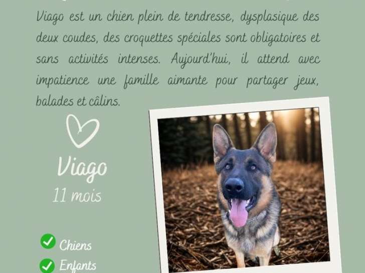 Mise en vente de 1 chien Berger Allemand LOF, né en 2024