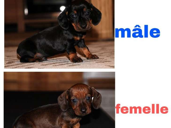 2 chiots Teckels Kaninchens LOF nés en octobre 2025 disponibles à la vente