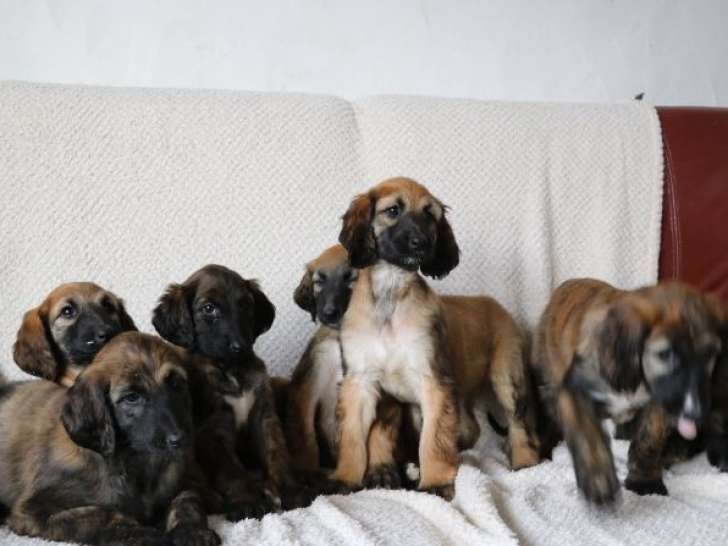 À vendre, 5 chiots Lévriers Afghans LOF de septembre 2025