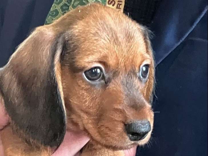 3 chiots Teckels Nains et Kaninchens mâles et femelles, nés en octobre 2025 à vendre