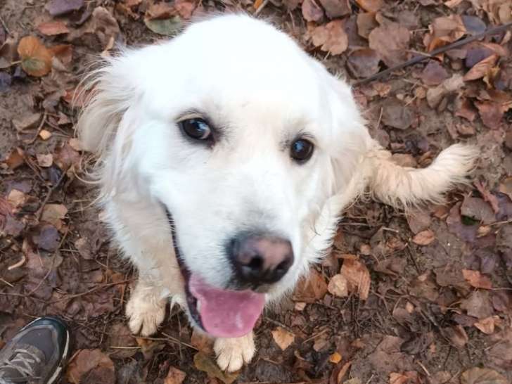 Vente d’une chienne Golden Retriever sable LOF née en février 2023