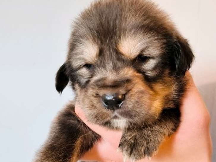 10 chiots Dogues du Tibet LOF nés en novembre 2025 disponible à la vente