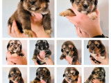 10 chiots Dogues du Tibet LOF nés en novembre 2025 disponible à la vente