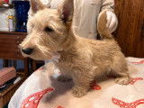 2 chiots mâles Scottish Terriers LOF à réserver