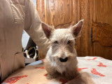 2 chiots mâles Scottish Terriers LOF à réserver