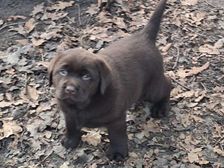 À vendre, 4 chiots Labradors LOF d’octobre 2025