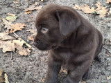 À vendre, 4 chiots Labradors LOF d’octobre 2025