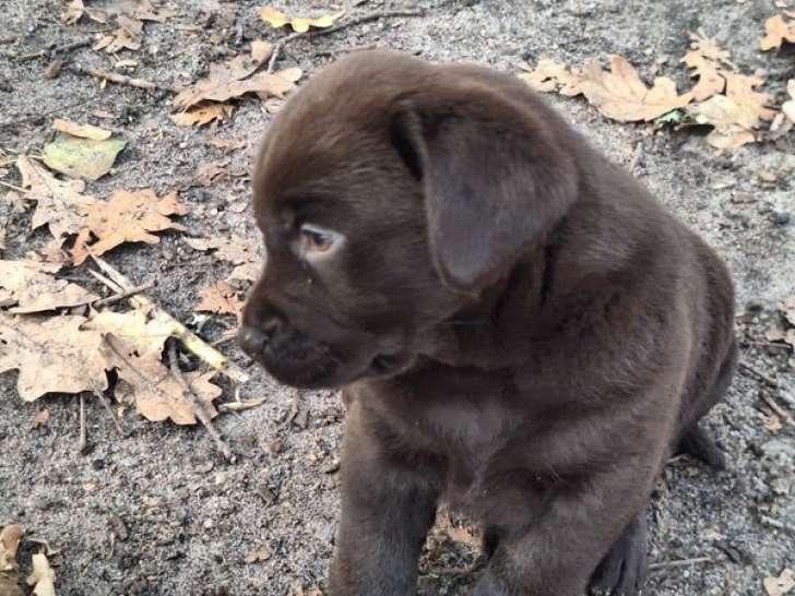 1 chiot mâle Labrador marron non-LOF à vendre
