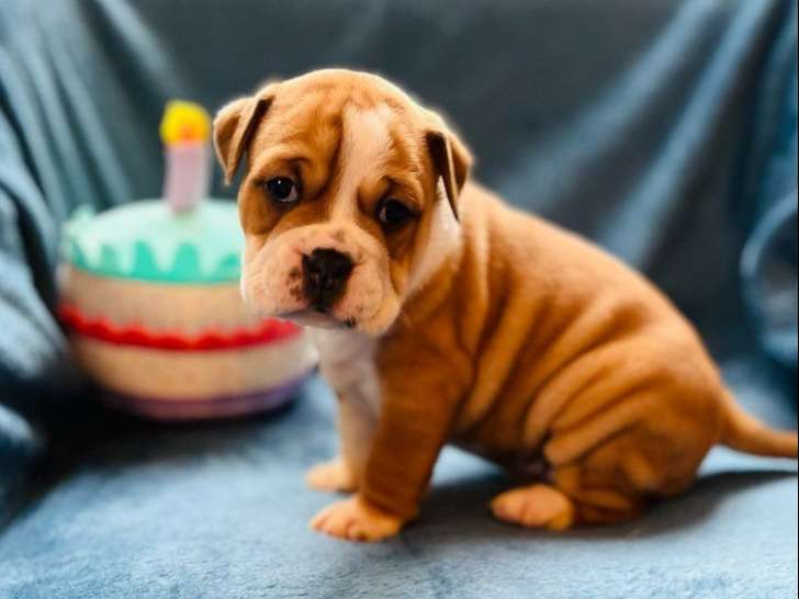5 chiots Bulldog Continental, 2 mâles et 3 femelles LOF d’octobre 2025 à réserver