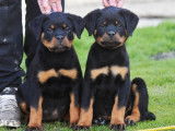 2 chiots femelles Rottweilers LOF à vendre