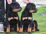 2 chiots femelles Rottweilers LOF à vendre