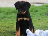 2 chiots femelles Rottweilers LOF à vendre